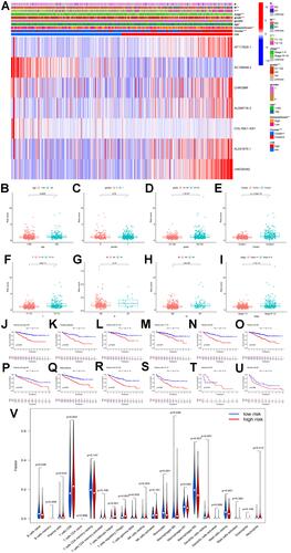 Figure 4 (A) Heatmap of the associations between the expression levels of the 7 critical m6A-related lncRNAs and clinicopathological features in the entire cohort; (B–I) risk scores of renal cell carcinoma patients with different clinicopathological features (including age, gender, grade, cluster, T stage, N stage, M stage, clinical stage); (J–U) Kaplan–Meier survival stratification analyses in multiple subgroups of renal cell carcinoma patients (including patients aged ≤65 or >65 years, male or female patients, patients with G1-2 or G3-4 tumors, patients with T1-2 or T3-4 tumors, patients with N0 or N1 diseases, patients with M0 or M1 diseases); (V) various types of immune cells in the low- and high-risk subgroups.