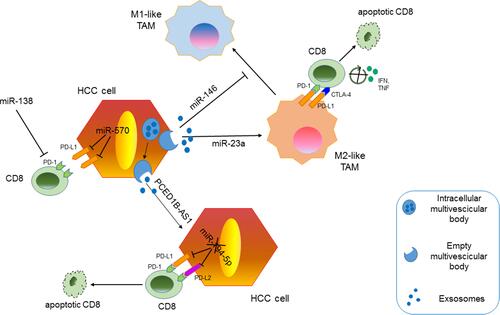 Figure 3 Immuno-modulatory function of HCC-specific miRNAs.