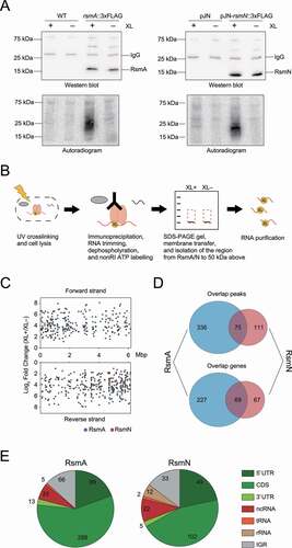 Figure 1. Overview of RsmA/N CLIP-seq. (A) Representative figures of western blotting (top) and autoradiogram (bottom) of the CLIP-enriched RsmA/N-RNA complexes. XL+: crosslinking, XL-: non-crosslinking. (B) Graphical summary of nonRI CLIP-seq approach. (C) The distribution of RsmA/N binding sites across the P. aeruginosa genome. Peaks from RsmA and RsmN CLIP-seq are highlighted in blue and red, respectively. (D) Overlapping peaks (top) and genes (bottom) between RsmA and RsmN bindings. Two peaks from both RBPs wherein both the start and stop positions are within 40 nt were considered as the same peak. (E) Classification of RsmA/N peaks into RNA classes (5ʹ UTR, CDS, 3ʹ UTR, sRNA, tRNA, rRNA, and Intergenic peaks). Note that a peak may be classified into multiple classes based on its position