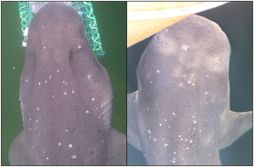 Figure 2. Examples of dorsal patterns used to distinguish between individual sevengill sharks at Te Whaka ā Te Wera.