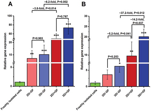 Figure 4. Quantitative gene expression analysis by real-time PCR for (A) Id-4 and (B) Gfrα-1 genes in cultured mouse undifferentiated SSCs at the 14th day of culture. The expression levels of target genes in the experimental groups were investigated in relation to the expression rates of the same gene in the freshly isolated testicular cells. The experiments were replicated at least three times and expression levels were normalized according to housekeeping gene β-actin.*, **, and ***, respectively, denote significant differences at P < 0.05, P < 0.01 and P < 0.001 levels compared to the freshly isolated testicular cells. Data represent the mean (± SD) of 2−△△Ct.