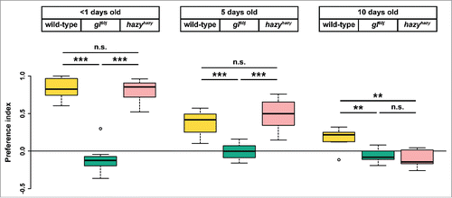 Figure 4. Age-related changes in the phototaxis of wild-type, glass and hazy mutant flies. Box plots show the light preference indices (PIs) of wild-type (yellow), glass (cyan) and hazy mutants (pink) of different ages. Bold lines represent medians. The upper and lower quartiles are represented by the top and the bottom of each box. Whisker lines indicate the maximum and minimum data point that are closer than 1.5 interquartile range of its nearest quartile. Circles indicate outliers. We used Welch's t-test for comparing the PIs between groups (n = 7 per age and genotype) and to zero. Significance levels represent p > 0.05 (not significant, n.s.), p ≤ 0.05 (*), p ≤ 0.01 (**), and p ≤ 0.001 (***). In a 2-choice assay, groups of wild-type flies of every age showed positive phototaxis, which decreases with age (indicated by positive PI values, which were significantly different from zero). glass mutants were photoneutral at all ages (their PIs were not significantly different from zero). Newly eclosed hazy mutants showed positive phototaxis, not different from that of wild-type flies (p = 0.67, median wild-type PI = 0.83). Five day old hazy mutants and wild-type flies show a decreased positive phototaxis, but their PIs are not different from each other (p = 0.30, median wild-type PI = 0.42). Ten day old hazy mutants were photoneutral, with their PIs comparable to zero (p = 0.08) or to glass mutants (p = 0.56), and significantly different from wild-type (median wild-type PI = 0.22).