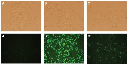 Figure 3 Uptake of liposomal calcein by KB cells. The cells were incubated at 37°C for 1 hour with L-Gd/calcein (A, A′), F-L-Gd/calcein (B, B′), or F-L-Gd/calcein + 1 mM FA (C, C′). Top panels show cells visualized in the phase-contrast mode (A, B, C); bottom panels show the same fields in the fluorescence mode (A′, B′, C′)Abbreviation: FA, folic acid.