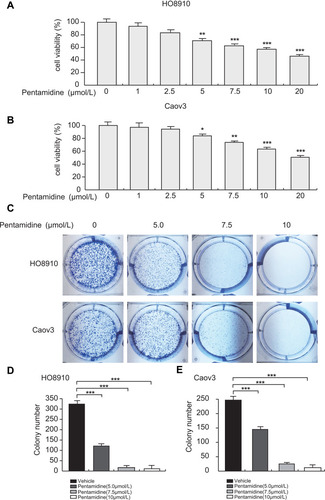 Figure 1 Pentamidine represses proliferation of OC cells. (A and B) HO8910 and Caov3 cells were plated in 96-well plates and exposed to pentamidine (0, 1, 2.5, 5.0, 7.5, 15, 20 μmol/L) for 24 h in triplicates. And then cell viability was measured after adding 20 μL MTS for 1h. Statistical analysis was performed between cells treated with 0 μmol/L pentamidine and each of the other drug concentration groups. Data are represented as mean ± SD from three independent experiments. Significance was determined by one-way ANOVA. *P<0.05; **P<0.01. (C) Colony formation assays of HO8910 and CAOV3 cells induced by pentamidine (0, 5.0, 7.5, 10 μmol/L) for 7 days. (D and E) The numbers of cell colonies were counted with ImageJ. Data are represented as mean ± SD from three independent experiments. Significance was determined by one-way ANOVA. ***P<0.001.