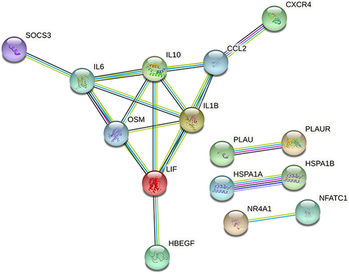 Figure 5 Protein–protein interaction (PPI) network of DEIRGs, threshold required confidence (combined score) > 0.7.