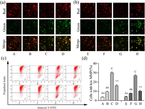 Figure 9. Damage on mitochondrial membrane potential after treatment. (a) Immunofluorescence analysis of MMP of IPEC-J2 cells stained with JC-1 after treatment with β-conglycinin. (b) Immunofluorescence analysis of MMP of IPEC-J2 cells stained with JC-1 after treatment with glycinin. (c) The representative images of AnnexinV-FITC/PI assay. (d) Flow cytometry analysis of mitochondrial membrane potential of IPEC-J2 cells stained with JC-1 after treatment with β-conglycinin or glycinin. The letters at the bottom of figures indicate that: A: control group; B: 5 mg mL−1 β-conglycinin group; C: 10 mg mL−1 β-conglycinin group; D: 10 mg mL−1 β-conglycinin + caspase-3 inhibitor group; E: control group; F: 5 mg mL−1 glycinin group; G: 10 mg mL−1 glycinin group; H: 10 mg mL−1 glycinin + caspase-3 inhibitor group. Different superscripts of lowercase letters indicate p < 0.05, different superscripts of uppercase letters indicate p < 0.01. ** p < 0.01 vs. group C or group G.
