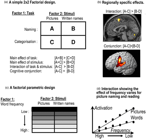 Figure 2. Factorial designs in brain activation experiments. (a) An example of a simple factorial design that uses the interaction to identify regions where differences between naming and semantic categorization are greater for pictures of objects than for their written names. (b) Regions identified by the interaction and conjunction (unpublished data). (c) An example of a factorial parametric design that uses the interaction to identify regions where the effect of a parametric factor (e.g., word frequency) is stronger for naming than for reading. (d) Hypothetical data illustrating an interaction. To view a colour version of this figure, please see the online issue of the Journal.