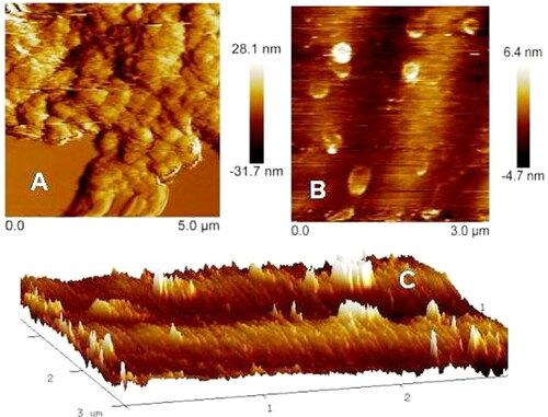 Figure 9. AFM image: (a and b) Topological view of synthesised AgNPs, (c) 3-dimensional image of AgNPs.