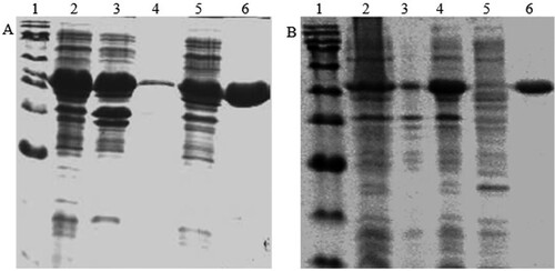 Figure 1. (a) The SDS-PAGE of the recombinant LysC. Lane 1: protein marker: 180, 135, 100, 75, 63, 48, 35, 25, 17, 11 kDa; lane 2: the whole protein of the recombinant cell; lane 3: cellular lysate supernatant; lane 4: precipitate protein; lane 5: the effluent liquid; lane 6: the purified LysC. (b) The SDS-PAGE of the recombinant ASADH. Lane 1: protein marker; lane 2: the whole protein of the recombinant cell; Lane 3: precipitate protein; lane 4: cellular lysate supernatant; lane 5: the effluent liquid; lane 6: the purified ASADH.
