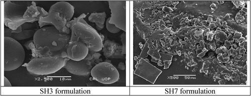 Figure 2. SEM images of SH3 and SH7 formulations.