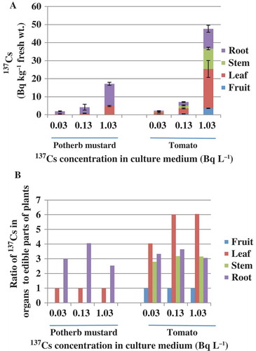 Figure 2 (A) Cesium-137 (137Cs) radioactivity concentration accumulated in plant edible portions and (B) the ratio of 137Cs radioactivity concentration in organs to that in the edible portions of potherb mustard (Brassica rapa var. nipposinica) and tomato plants (scion, ‘CF Momotaro haruka’; rootstock, ‘Dokutar K’; Solanum lycopersicum).