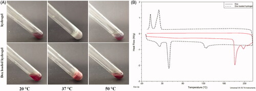 Figure 1. Sol–gel–sol phase transition and thermal properties of the Dox loaded hydrogel ((A). Photograph of a sol state at 20 °C, a gel state at 37 °C and a precipitate at 50 °C; (B) DSC curve of the Dox and the Dox loaded porphyrin copolymers at a temperature range from 0 to 250 °C).