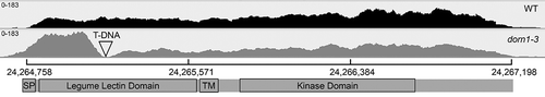 Figure 2. Plot of RNA-Seq reads mapped to the P2K1 locus in WT and the dorn1-3 mutant. The T-DNA insertion site is indicated, as well as the domain structure of the encoded protein. Both genotypes are displayed with the same scale (0–183 reads). The scale bar indicates nucleotide position on chromosome 5. Sashimi plot displayed with Integrative Genomics Viewer.Citation10.