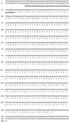 Figure 1. Alignment of the cDNA sequence with the deduced amino acid sequence of VDCP (GenBank AKS48142.1). The signal peptide was underlined, and the termination codon was denoted by an *.