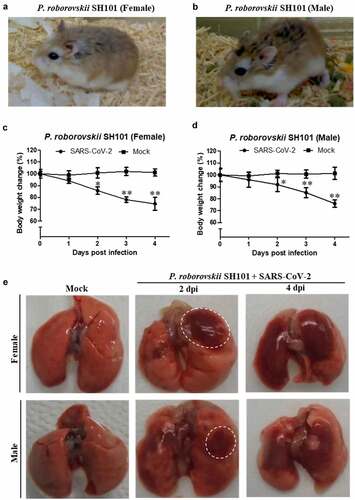 Figure 1. Identification of a small animal model for SARS-CoV-2 infection representing most clinical features of COVID-19. (a, b) The photographic image of adult female (a) and male (b) Roborovski hamster SH101, a laboratory inbred strain. (c, d) The body weight changes for 2-month-old female (c) and male (d) Roborovski SH101 post-infection of SARS-CoV-2. The body weights were measured daily for 5 days (up to 4 dpi) (n = 6). Data are presented as mean ± SD. The statistical significances are marked on the graphs as * P < 0.05 and ** P < 0.01. (e) The photographic images of the dissected lungs of the SARS-CoV-2-infected hamster with right-predominant pneumonia indicated as white dotted circles
