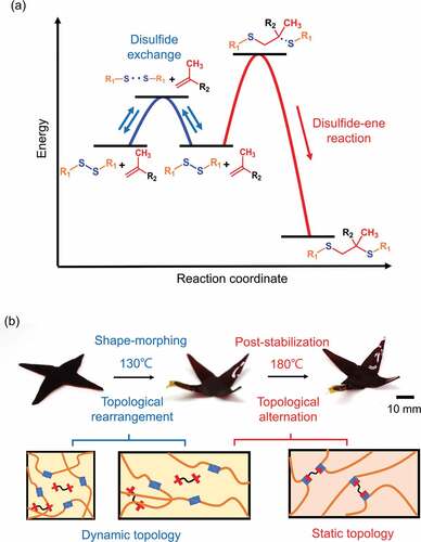 Figure 2. Illustration and photographs of temperature-dependent shape-morphing and post-stabilization. (a) An illustrative plot of potential energy as a function of reaction coordinate, characterized by the disulfide exchange/disulfide–ene reaction. In our system, the disulfides can undergo a reversible disulfide exchange or irreversible disulfide–ene reaction under different reaction conditions. (b) Photographs and conceptual molecular portraits of the shape-morphing and post-stabilization sequence based on two mechanisms. At 130°C, the disulfide exchange introduces topological rearrangement for shape-morphing in dynamic topology. Following the 180°C post-stabilization, the disulfide–ene reaction drives a dynamic-to-static topological alternation, which suppresses the potential creep deformation.