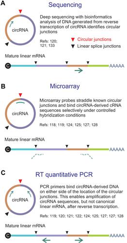 Figure 2 Methods for assay of circRNA. (A) Direct sequencing of a reverse transcribed circRNA typically employs a primer that is complementary to an exon. The sequencing reaction does not discriminate between linear RNA and circRNA, but bioinformatics analysis allows identification of circular junctions (red arrowhead). (B) Microarrays make use of probes that straddle unique and defined circularization junctions. Typically random primers are used to generate labeled cRNAs from circRNA templates. Probes span the circular junctions and hybridize to the cRNAs with higher Tms than the partly complementary sequences of linear mature RNA. (C) Reverse transcriptase (RT) quantitative PCR entails specific amplification of sequences derived from circRNAs by using primers that flank the circular junctions. The configuration of the amplifying primers is such that mature linear mRNA is not amplified.