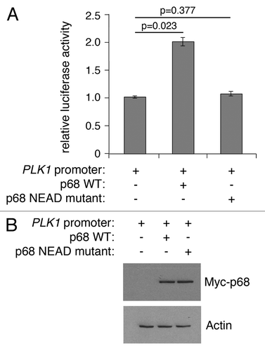 Figure 5. Wild-type, but not mutant, p68 activates expression from the PLK1 promoter. (A) H1299 cells were transfected with the PLK1 promoter-luciferase plasmid together with plasmids expressing wild-type p68 or an ATPase/helicase mutant p68 (NEAD-p68) and assayed for luciferase activity. The results represent the mean ± SD of 3 independent experiments, each performed in triplicate. P values were calculated using Student paired t test, where P < 0.05 is considered to be significant. (B) Western blot showing the level of Myc-tagged p68 expressed in H1299 cells, with actin serving as loading control.