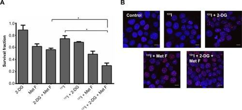 Figure 6 Effect of 2-DG, metformin, and their combination with 131I treatment on survival of plain MCF-7 cells.