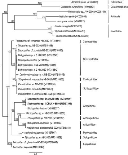 Figure 1. Maximum-likelihood, phylogenetic reconstruction based on the complete mitochondrial proteome of two Stichopathes species (in bold) collected from Rapa Nui (Easter Island) and 21 representatives of Antipatharia and eight representatives from other Hexacorallia subclasses as outgroups: Scleractinia, Corallimorpharia, Actiniaria, and Zoantharia. Species names and GenBank accession numbers are included in parentheses at the tips. All nodes had bootstraps ≥ 76, but values were excluded in large, densely branched clades. See Supplemental data for details.