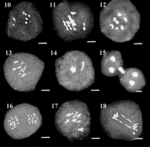 Figures 10–18 Representative meiotic cells in different species of O. sect. Hymenobrychis: 10, 11. diakinesis and precocious ascension in metaphase I cells in Quchan population of O. chorassanica; 12. diakinesis in Qidar population of O. subnitens; 13–16. diakinesis, stickiness, cytomixis and desynapsis in Kalibar population of O. subnitens; 17, 18. diakinesis and bridge in O. mazanderanica. Scale bar: 3 μm.