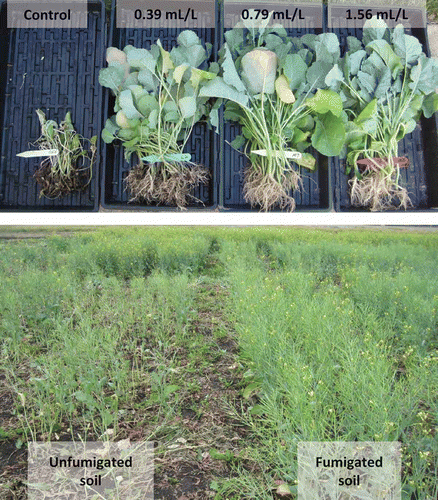 Fig. 2. (Colour online) Effects of fumigation of clubroot-infested soil with three different concentrations of Vapam HL®, compared with an unfumigated control, on growth of canola under greenhouse conditions (top panel). Effects of soil fumigation at 1000 L ha−1 on growth of canola under field conditions near Edmonton, AB (bottom panel). Note stunting, sparse growth and delayed flowering of plants grown in the unfumigated soil where clubroot infection was severe.