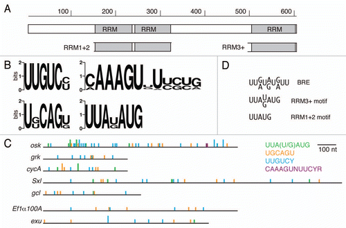 Figure 1 Bru protein and binding motifs. (A) Organization of Bru protein. The structure is shown schematically, to scale, with the three RRM RNA binding domains indicated. The subdomains of Bru used for selections, RRM1+2 and RRM3+, are shown. (B) Graphical representations of preferred binding motifs identified by in vitro selections. The height of each stack represents the information content at each nucleotide of the motif in bits. At top left is the predominant motif identified from the Bru selection. The other motifs were identified from the RRM3+ selection. (C) comparison of the BRe consensus sequence and similar motifs from the selections. (D) The 3′ UTRs of the indicated mRNAs are shown schematically, with motifs from the aptamer selections indicated. The full height bars are perfect matches to the motifs, while the half height bars have a single mismatch. The top five 3′ UTRs are of Bru target mRNAs, while the bottom two 3′ UTRs are from other mRNAs not known to be regulated by Bru.