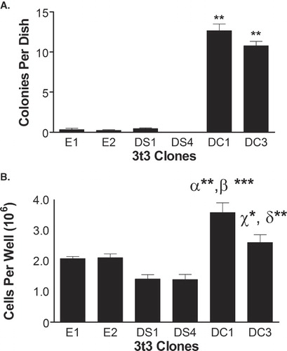 Figure 3.  DHHC20 expression induces transformation of NIH/3t3 cells. (A) Suspensions of each clone in exponential growth phase were plated in DMEM containing 0.33% Bacto-Agar overlaid in 35 mm plates with 0.6% agar gel. The cells were incubated for 21 days and colonies were counted. (B) Clones in exponential growth were plated in each well of a six-well dish in selection media. The media was changed every 3–4 days, and at 8 days past confluence the cells were counted on a hemocytometer. The average number of colonies or cells per plate for each cell line was determined. The data represent the mean ± SEM from three separate experiments. (**) indicates p ≤ 0.01 when compared to clones E1, E2, DS1 and DS4 in Figure 3A. In Figure 3B, (α**) indicates p ≤ 0.01 as compared to clones E1 and E2, (β***) indicates p ≤ 0.001 as compared to clones DS1 and DS4, (χ*) indicates p ≤ 0.05 as compared to clone DS1, and (δ**) indicates p ≤ 0.01 as compared to clone DS4.