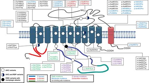 Figure 2 Location of AHC-causing variants in the ATP1A3 protein.Notes: White dots show AHC-causing variants, black dots indicate variants causing EIEE with the presence of hemiplegic attacks, blue-and-white dots show variants causing both RDP and AHC. According to functional domains localization, variants are divided into ion binding site variants (black), membrane variants (blue), stalk variants (green), P domain variants (purple) and extracellular variants (red). The three-different cytosolic domains of the ATP1A3 protein are indicated in red (A domain), green (N domain) and blue (P domain).Abbreviations: AHC, alternating hemiplegia of childhood; EIEE, early infantile epileptic encephalopathy; RDP, rapid-onset dystonia-parkinsonism.