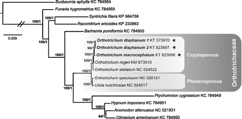 Figure 1. Majority-rule consensus tree of the Bayesian inference analyses of 40 mitochondrial protein coding genes, showing the phylogenomic affinities of O. diaphanum and O. macrocephalum (indicated with stars). Bootstrap values under maximum likelihood (>50) followed by posterior probabilities (>0.95) of Bayesian inference are indicated near the corresponding branch. GenBank accession numbers follow taxon names. Scale bar represents substitutions per site rate.