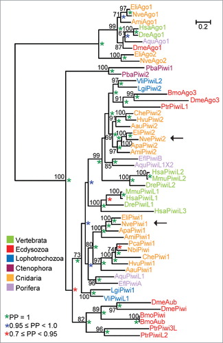 Figure 1. Phylogenetic relationship of Nematostella PIWI proteins. Phylogenetic tree of full sequences of metazoan PIWI proteins. Maximum likelihood was calculated with the LG model (+I, +G, +F). Bootstrap support values above 50% appear next to the respective node. Bayesian analysis was performed by the WAG model. Posterior probabilities (PP) are indicated by green (PP = 1), blue (0.95 ≤ PP < 1.0) or red (0.7 ≤ PP < 0.95) asterisks. Species abbreviations: Porifera (sponges): Aqu, Amphimedon queenslandica; Efl, Ephydatia fluviatilis; Ctenophora (comb jellies): Pba, Pleurobrachia bachei (sea gooseberry); Cnidaria: Ami, Acropora millepora (staghorn coral); Apa, Aiptasia pallida (brown anemone); Aau, Aurelia aurita (moon jelly); Che; Clytia hemisphaerica; Hvu; Hydra vulgaris (fresh water polyp); Nbi, Nanomia bijuga; Nve, Nematostella vectensis (starlet sea anemone); Pca, Podocoryne carnea. Lophotrochozoa: Lgi, Lottia gigantea (owl limpet); Vli, Villosa lienosa (little spectaclecase). Ecdysozoa: Bmo, Bombyx mori (silkworm); Dme, Drosophila melanogaster (fruit fly); Ptr, Portunus trituberculatus (horse crab). Vertebrata: Hsa, Homo sapiens (human); Dre, Danio rerio (zebrafish); Mmu, Mus musculus (mouse).