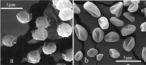 FIG. 1 ESEM images of fungal spores used in experiments; (a) Aspergillus niger, (b) Rhizopus stolonifer.