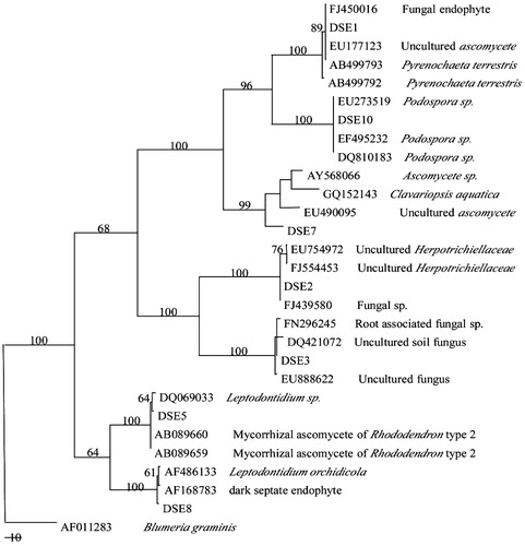 Figure 3. Phylogenesis analysis of seven DSE fungi isolated from E. wushanense roots. The phylogenesis of the MP tree is based on ITS1-5.8S-ITS2 rDNA. Blumeria graminis was chosen as an outgroup (tree length = 589, CI = 0.735, RI = 0.921, RC = 0.677, HI = 0.265). The number at each branch indicates the percentage of trees from 1000 bootstrap replications in which the branch occurred. Bootstraps above 50% are indicated.