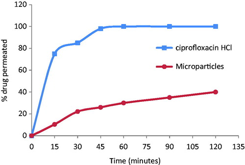 Figure 5. Cumulative permeation of crude ciprofloxacin HCl and Cipro-loaded microparticles through noneverted rat intestine in Ringer’s buffer medium at 37 °C.