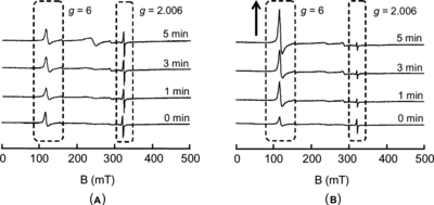 Figure 3 Time course of the changes in the ESR spectra of 113 µM ferrylHb radical mixed with (A) PBS (control) and (B) 900 µM L-Tyr.