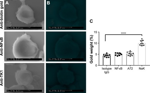 Figure 6 SEM of normal lymphocytes.