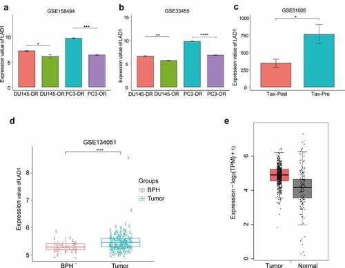 Figure 3. Differential expression analysis of LAD1 in original (OR) PCa cells and docetaxel-resistant (DR) PCa cells, as well as between PCa tumor samples and normal tissues. (a-b) Relative expression of LAD1 between original (OR) PCa cells vs docetaxel-resistant (DR) PCa cells (GSE158494 and GSE33455). (c) Relative expression of LAD1 between PCa tumor tissues before and after combined therapy of ADT and docetaxel. (d) Relative expression of LAD1 between PCa tumor tissues vs benign prostate hyperplasia (BPH) tissues. (e) Relative expression of LAD1 between PCa tumor tissues vs normal tissues (TCGA and GTEx project using GEPIA2 databases). *P < 0.05; **P < 0.01; ***P < 0.005; ****P < 0.001