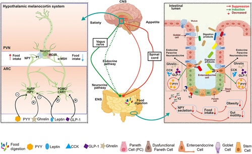 Figure 2. The gut-brain hormone axis: bidirectional hormone signaling between the gut and central nervous system.