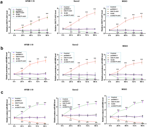 Figure 3. The direct interaction of OXCT1-AS1 with premature miR-886 and the subcellular location of OXCT1-AS1 in OS cells The potential interaction between OXCT1-AS1 and premature miR-886 was predicted by IntaRNA 2.0 (a) RNA-RNA pulldown assay was applied to confirm the direct interaction between OXCT1-AS1 and premature miR-886 (b). Subcellular fractionation assay was applied to detect OXCT1-AS1 in both nuclear and cytoplasm of both Saos2, MG63 and hFOB 1.19 cells (c). ** p < 0.01.