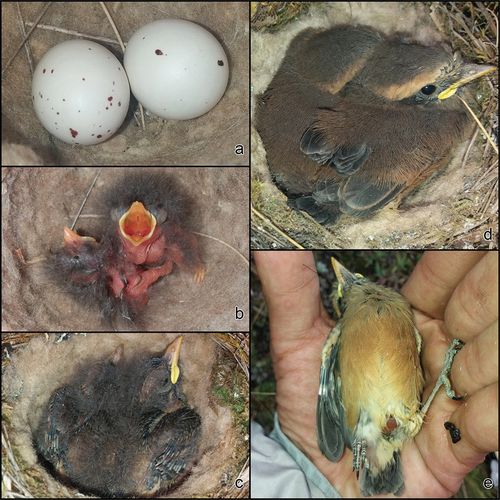Figure 8. Nest of Brown-backed Chat-tyrant Ochthoeca fumicolor, Cajas National Park, Azuay. (a) Eggs, 26 October 2018. (b) Chick with a few days old, 26 October 2018. (c) 11th day from hatching, 6 November 2018. (d) 18th day, two chicks in the nest, 13 November 2018. (e) 18th day, chick with the leg of an insect in its bill, 13 November 2018. Photos PMA.