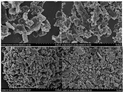 Figure 7. SEM images of (A and B) bexarotene; (C and D) FC–NC–Bex under different magnification.