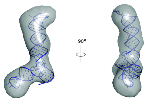 Figure 2. A model of VAI∆TS RNA structure obtained with SimRNA and built into the SAXS reconstruction using PyRy3D.Citation85