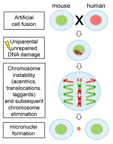 Figure 1. Unrepaired DNA damage facilitates elimination of uniparental chromosomes in interspecific hybrid cells. Human–mouse hybrid cells are formed by artificial cell fusion. Deficiency in DNA damage repair of human chromosomes likely results in structural chromosome aberrations, such as acentrics, dicentrics and translocations. Consequently, progressive elimination of human chromosomes occurs.