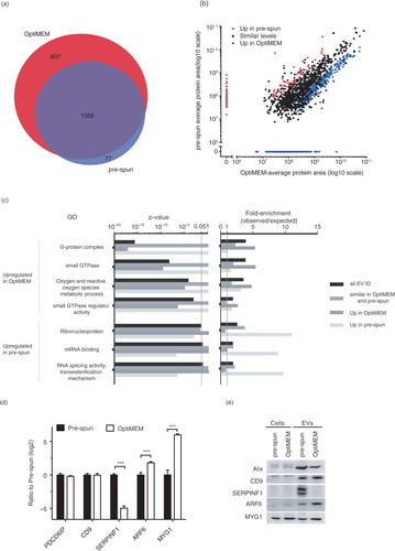 Fig. 3. (Continued). Fig. 3.  Nano LC–MS/MS proteomic analysis of N2a EVs isolated from either OptiMEM or pre-spun conditions collected after 48 h period. (a) Venn diagram showing a 60% overlap of total proteins identified in EVs from both OptiMEM and pre-spun conditions. (b) Scatter plot showing the correlation between the expression levels of proteins identified in EVs isolated from either OptiMEM or pre-spun conditions. Proteins are further classified into 3 groups: similar levels in both conditions (black dots), higher expression in pre-spun (red dots) and higher expression in OptiMEM (blue dots). (c) A subset of significantly enriched GOs from proteins considered to be up-regulated in either OptiMEM or pre-spun-derived EVs. All proteins are grouped under the 4 categories: all EV IDs (black bar), proteins of similar levels in both OptiMEM and pre-spun (grey bar), higher in OptiMEM (dark grey bar) and higher in pre-spun (light grey bar). (d) Proteomics data showing the ratio of OptiMEM/pre-spun (log 2) on the selected proteomic validation targets (Alix/PDCD6IP, CD9, SERPINF1, ARF6 and MYG1) (***p < 0.001, 1% FDR). (e) Representative western blots on these selected validation targets in both cells and EVs cultured and collected under either OptiMEM or pre-spun conditions.