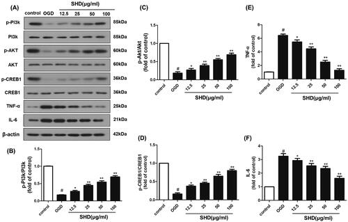 Figure 8. SHD promoted the phosphorylation of PI3k, Akt and CREB expression, and decreased TNF-α and IL6 expression. (A) The expression of p-PI3k, p-Akt, p-CREB, TNF-α and IL6 was detected by Western blotting. (B) SHD treatment increased the phosphorylation of PI3k. (C) SHD treatment increased the phosphorylation of Akt. (D) The expression of p-CREB1 was increased by treatment with SHD. (E) The expression of TNF-α was decreased by treatment with SHD. (F) SHD treatment mediated IL-6 expression compared with that in the untreated OGD group. n = 6, #p < 0.05, compared with the control group; *p < 0.05, **p < 0.01, compared with the OGD group.