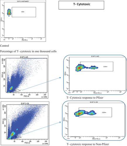 Figure 4. Flow cytometry analysis of T-cytotoxic cells.