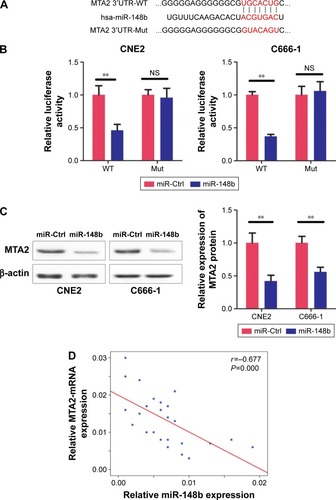 Figure 3 MTA2 is a target of miR-148b.