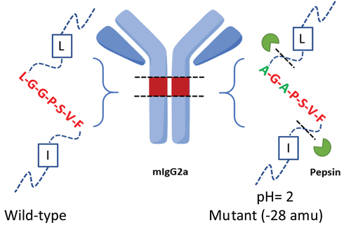 Figure 1. A scheme shows the two pepsin cleavage sites in mIgG2a LAGA double mutants (right) and mass shift of 28 amu compared to its wild type counterpart (left, with ragged N-term).