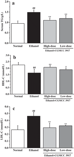 Figure 3. Effects of CGMCC 3917 on the levels of the serum (a) TG, (b) HDL-C, (c) LDL-C. Groups are normal, ethanol, ethanol+CGMCC 3917 (108 CFUs/mL), ethanol+CGMCC 3917 (106 CFUs/mL), respectively. Values are expressed as means ± SDs for 10 mice. ##p< 0.01, compared to the normal mice. *p< 0.05 and **p< 0.01, compared to the ethanol-treated mice, respectively.Figura 3. Efectos de CGMCC 3917 en los niveles de suero (a) TG, (b) HDL-C, (c) LDL-C. Los grupos son normal, etanol, etanol + CGMCC 3917 (108 UFC/ml), etanol + CGMCC 3917 (106 UFC/ml), respectivamente. Los valores expresan medias ± DE para 10 ratones. ## p< 0.01, en comparación con ratones normales. * p< 0.05 y ** p< 0.01, en comparación con ratones tratados con etanol, respectivamente.
