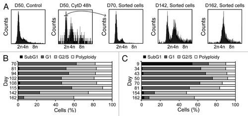 Figure 2. Spontaneous generation of tetraploid cells from diploid Tp53−/− colon organoids. (A–C) DNA content of cells obtained from Tp53−/− colon organoids at various time points after isolation (day 0, D0). At D50, 2n cells were sorted upon transient exposure (48 h) to 0.6 μg/mL cytochalasin D (CytD), and ploidy was followed over time. Representative profiles and the sorting gate are indicated in panel (A). The DNA content of cells isolated from Tp53−/− diploid colon organoids as sorted on D50 upon CytD exposure is illustrated in (B). (C) depicts the DNA content of cells isolated from untreated Tp53−/− colon organoids over time.